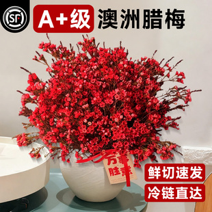 水培鲜花澳洲腊梅鲜枝鲜花年宵花卉花束摆件云南基地直发室内鲜切