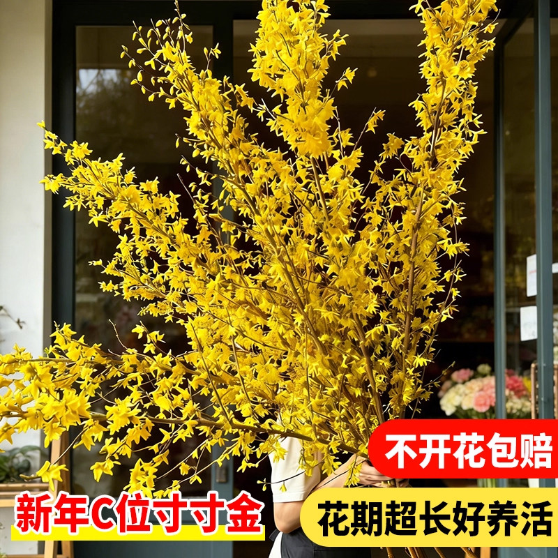 寸寸金桌面招财水培连翘鲜切鲜枝