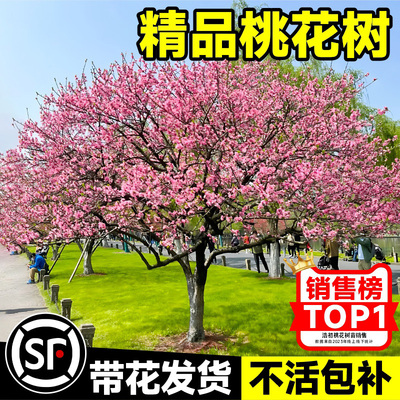 桃花红叶碧桃树苗庭院观赏紫叶碧