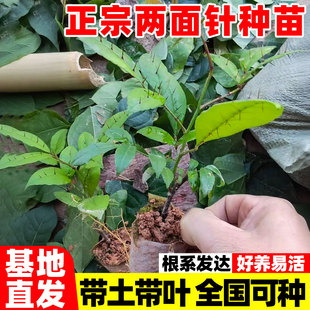两面针树苗带土带叶营养杯苗入地金牛上山虎两面针苗中药当季 种植