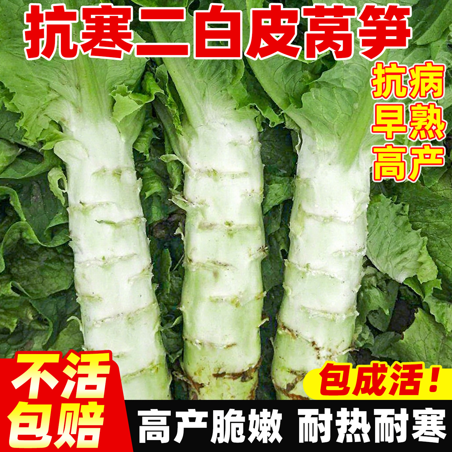 抗寒二白皮莴笋种子青皮青肉香莴