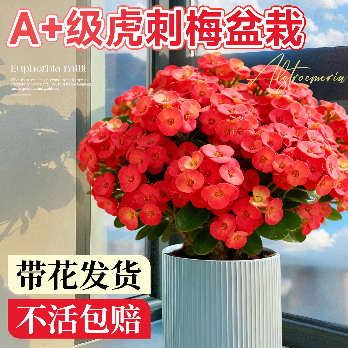 虎刺梅盆栽室内阳台四季好养开花