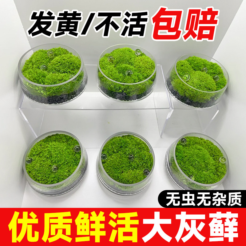 苔藓微景观鲜活永生草皮大灰藓绿植青苔藓生态缸鱼缸石头盆景造景