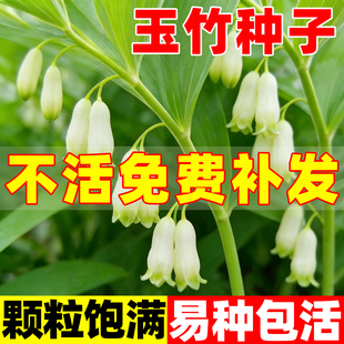 玉竹种子药食同源滋补黄精玉竹种籽子萎地管子尾参南北方种植易活
