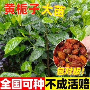黄栀子树苗中药材包活农村山上庭院山栀子花植物树苗现挖盆栽地栽