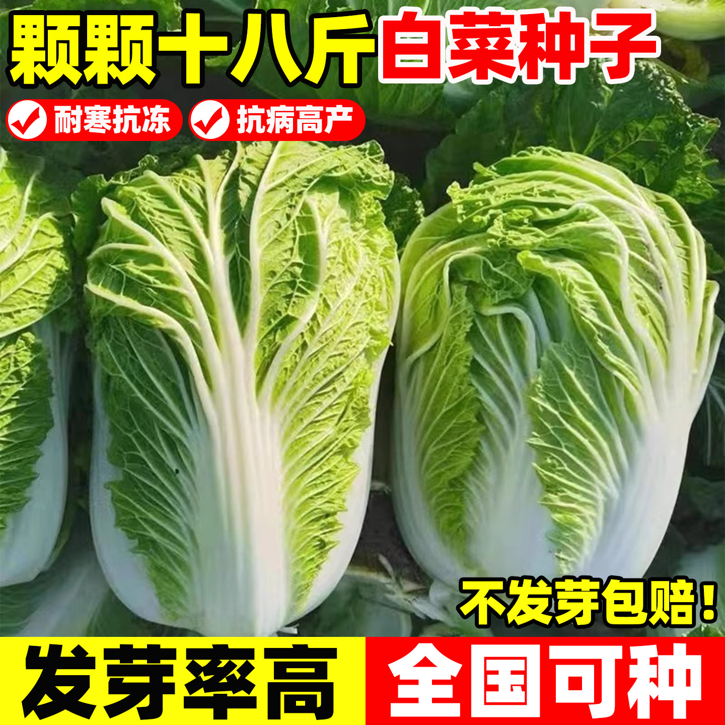 颗颗十八斤大白菜种子包心白菜籽