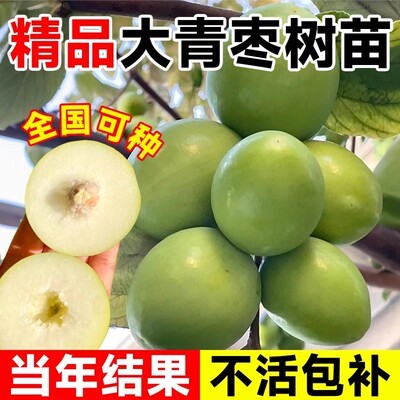 大青枣树果苗牛奶大枣超甜特大号