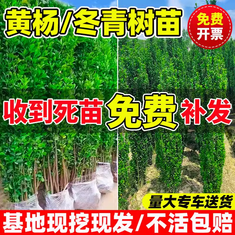 冬青树苗庭院围墙植物四季常青耐