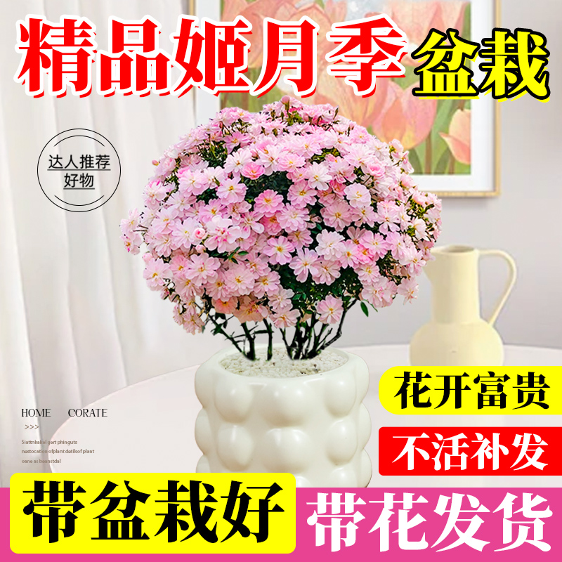 姬月季日本姬乙女盆栽开花卉绿植