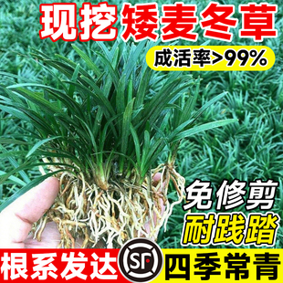 日本矮麦冬草玉龙草耐寒庭院草坪绿化地被植物细叶金边小麦冬草苗
