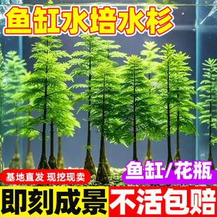 鱼缸水培鱼缸造景竹富贵竹室内水培米竹龟缸造景水竹水杉水生植物