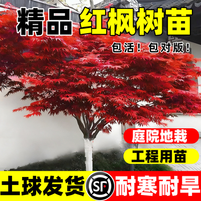 日本红枫树苗中国红舞姬红枫