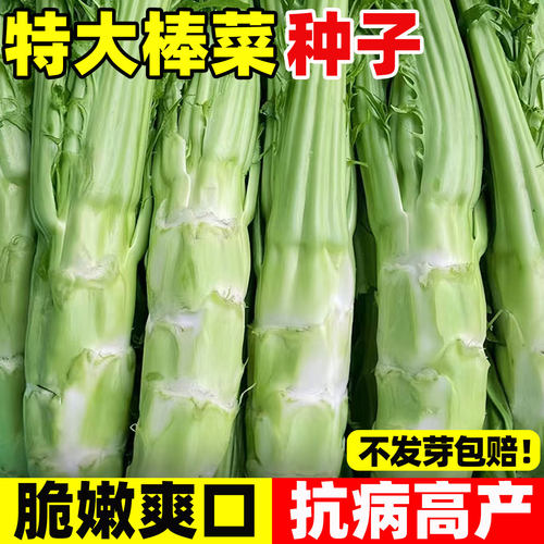 特大花叶棒菜种子四季高产耐寒薄