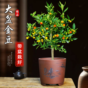 金豆盆栽好养果树盆景小金橘带果耐寒植物客厅办公室花卉桌面绿植