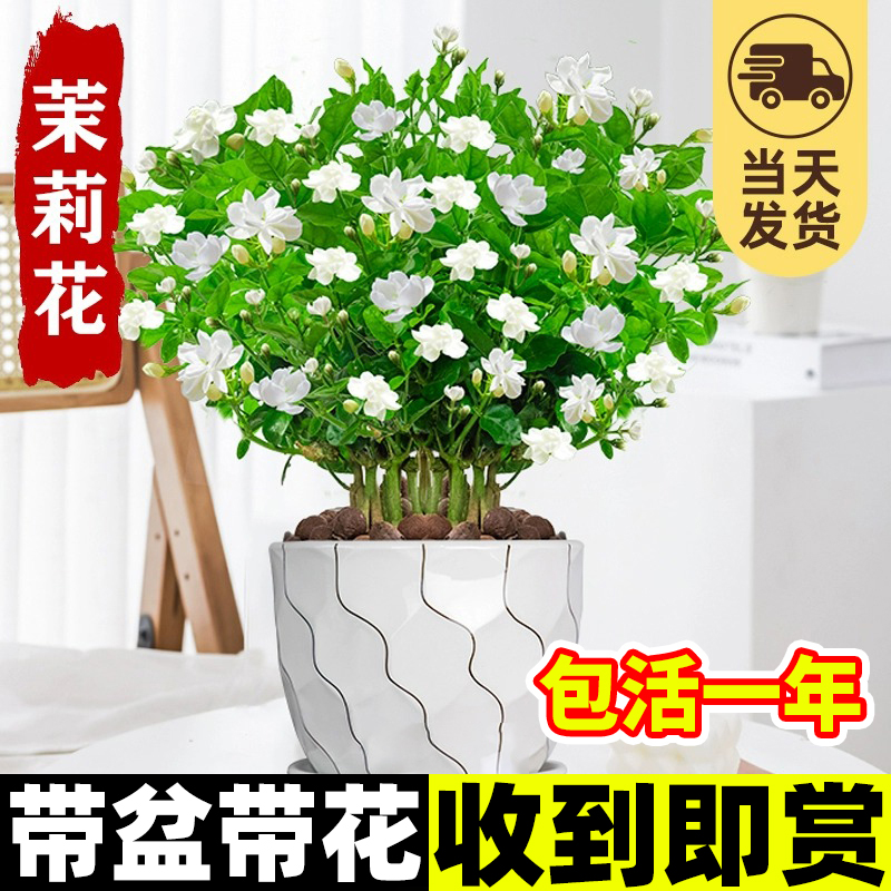 虎头茉莉花盆栽四季水培绿植带花
