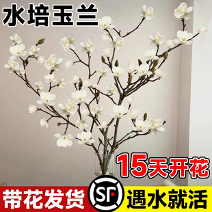 白玉兰花水培鲜切花鲜枝红梅桃雪柳干枝水养室内耐寒花枝支带花苞