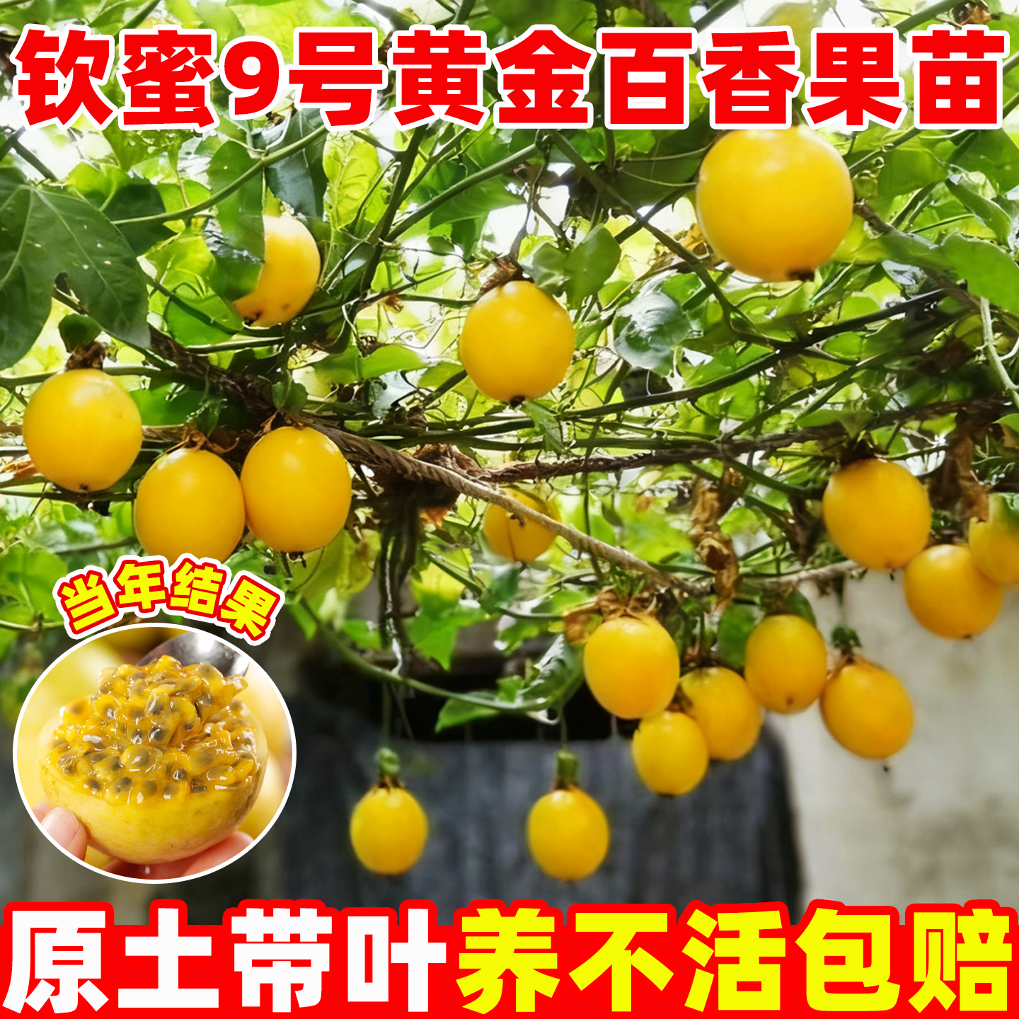 钦蜜九号黄金百香果树苗高产耐寒