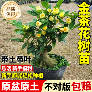 金茶花树苗盆栽植精品茶花广西茶花苗盆栽防城名贵品种金花茶树苗
