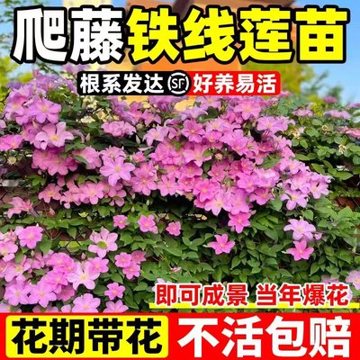 铁线莲爬藤花卉盆栽苗乌托邦银币