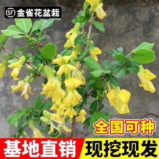 金雀花树苗盆栽可食用黄金雀根苗阳雀花根盆景阳台庭院老桩锦鸡儿