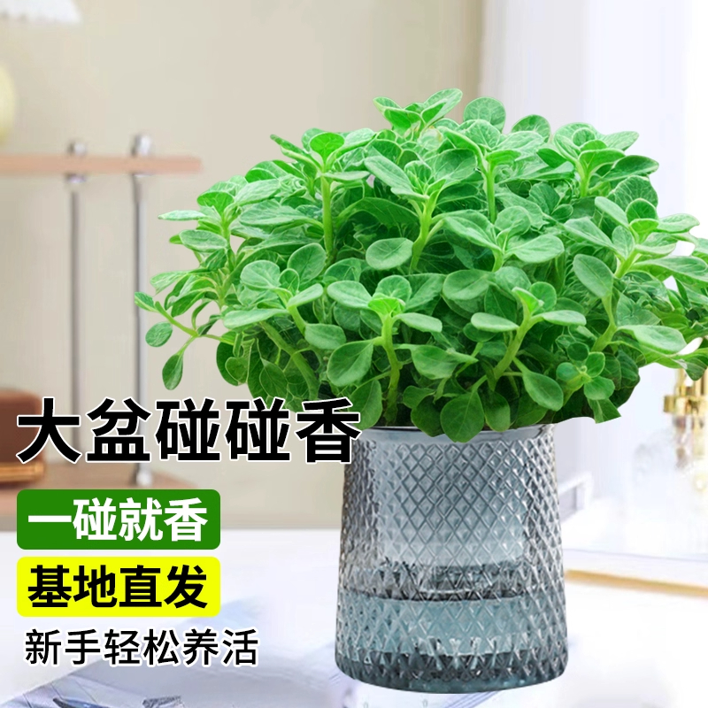 一抹香碰碰香盆栽绿植室内驱蚊办