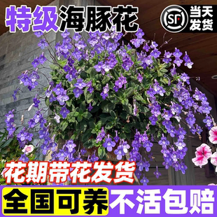 海豚花苗耐热盆栽耐阴可爱苦苣苔科垂吊花卉植物四季种植新手好养