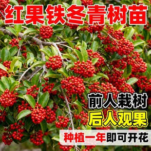 铁冬青树苗耐寒红果果期长南北方可种观赏树四季常青庭院绿化树苗