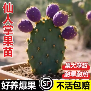 仙人掌水果红果盆栽阳台庭院盆栽耐旱苗野生米邦塔开花结果可食用