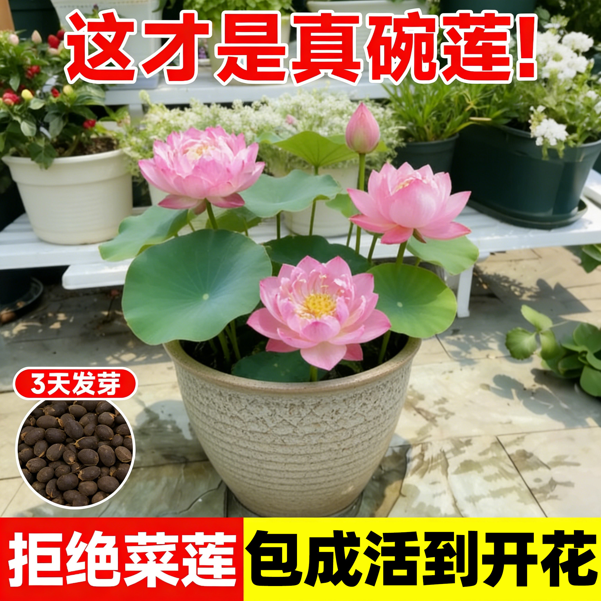 碗莲种子四季莲花种籽子室内外花卉四季水培植物花卉荷花盆栽水养
