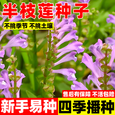 半枝莲种子狭叶韩信草四季种植