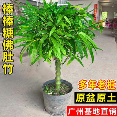 佛肚竹客厅绿植桌面小盆景