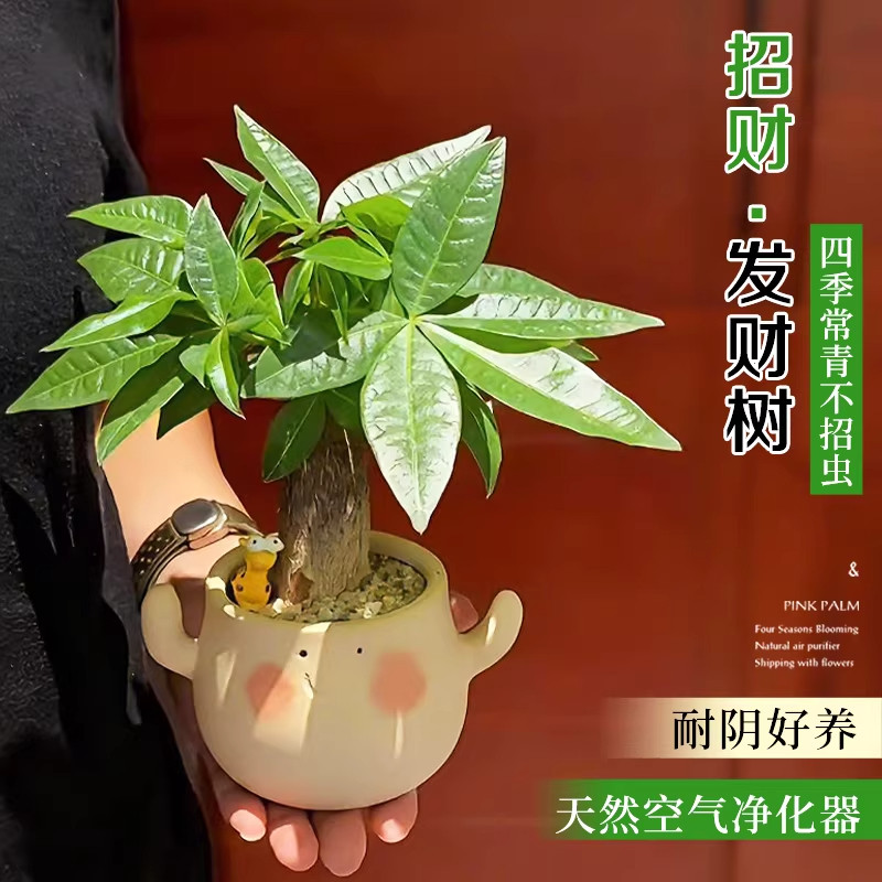 发财树小盆栽办公室绿植花卉室内桌面工位上招财摆件客厅好养植物