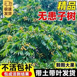 无患子树苗鬼见愁树耐寒庭院南北方种植景观大树基地直发洗手果树
