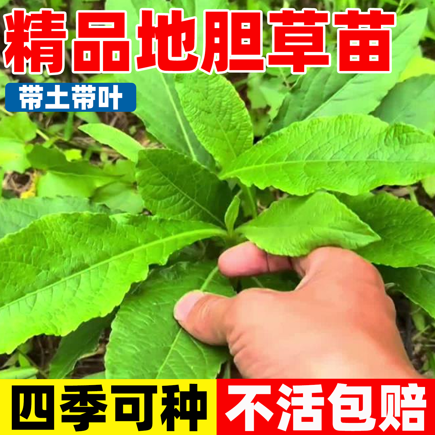 地胆草种苗煲鸭汤阳春天然汤料