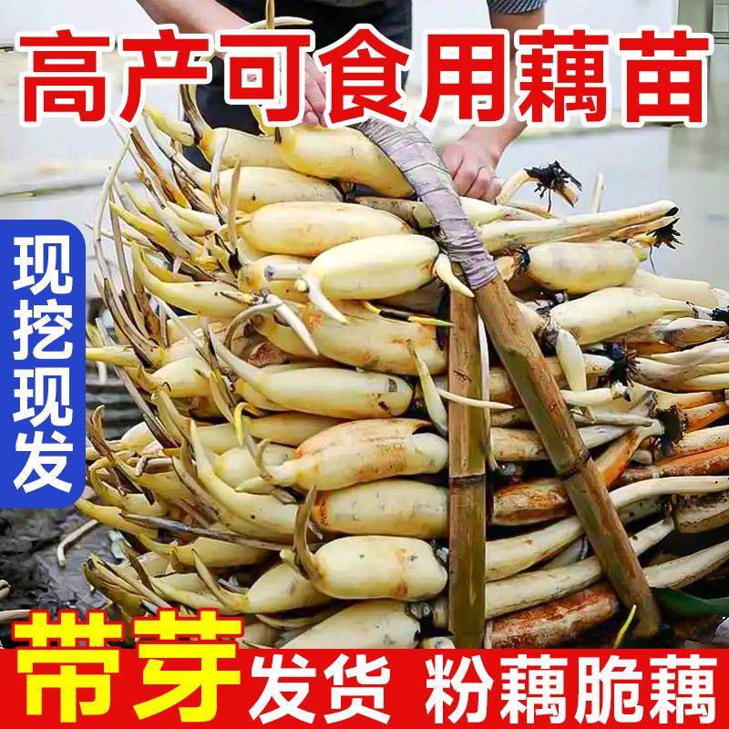 莲藕苗种池塘田地大型可食用脆藕