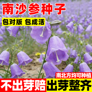 南沙参种子药用北条参种籽中药材海沙参北沙参四季高产莱阳参种子