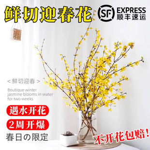水培植物迎春花苗藤条好养禄水养鲜花鲜切花插花室内花卉盆栽绿植
