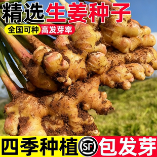 小黄姜种生姜种籽山东种子苗带芽姜种云南老姜大姜本地洋姜大黄姜