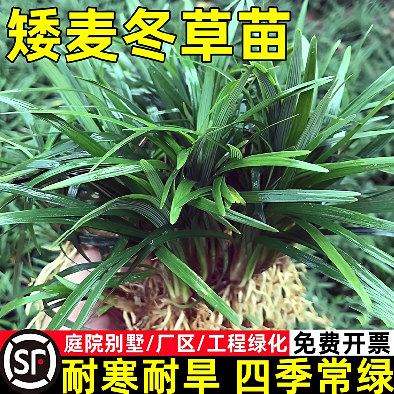 麦冬草苗日本矮麦冬耐寒旱庭院