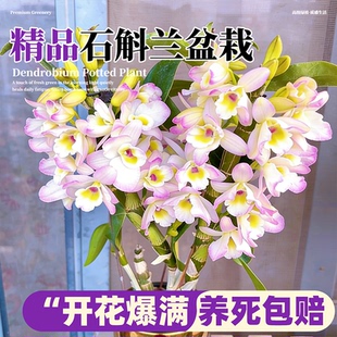 球花石斛苗灯笼石斛超香带花苞石斛盆栽花卉洋兰花苗附生兰花绿植