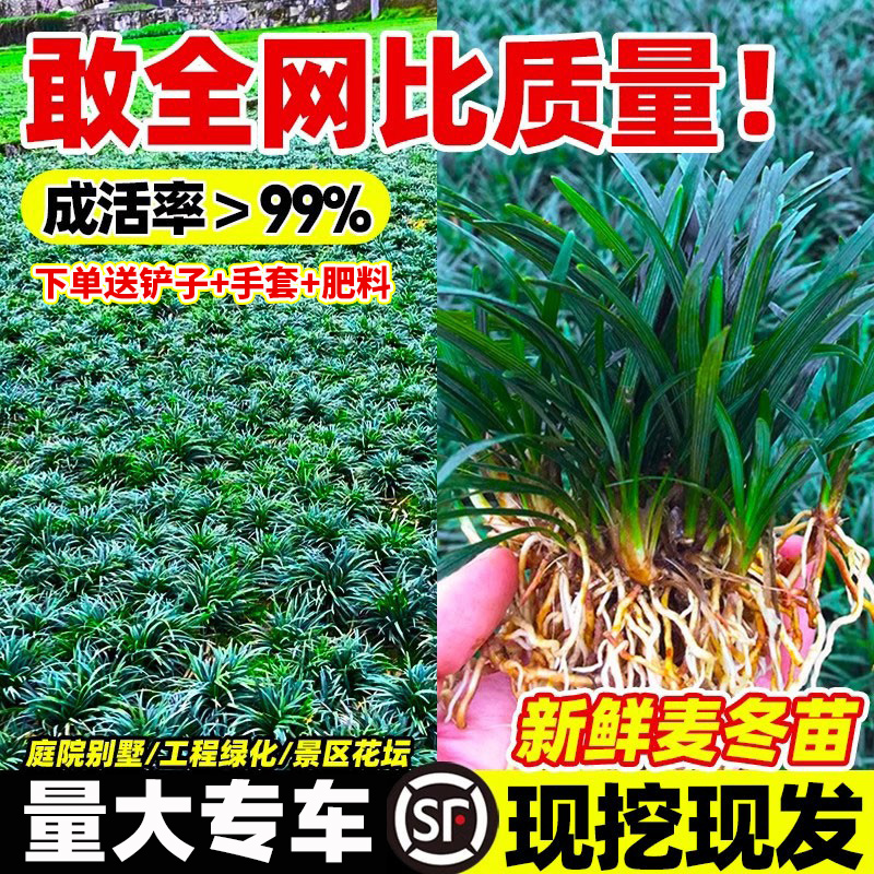 日本矮麦冬草苗带土麦冬草苗玉龙草别墅庭院园林耐寒绿化草坪植物 - 封面