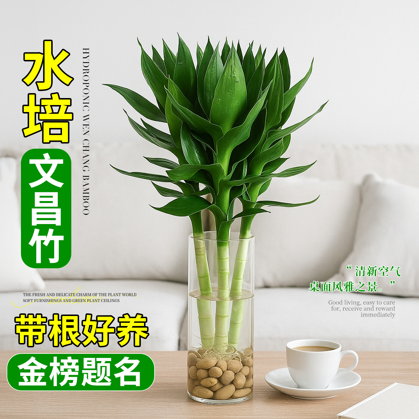 水养水培文昌竹盆栽水培富贵竹