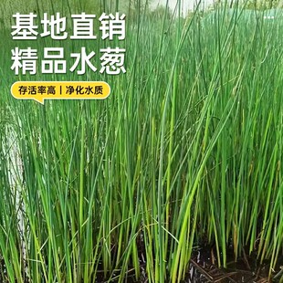水葱水草灯芯草苗灯心草水培龙须草盆栽新手懒人鱼缸水池庭院造景