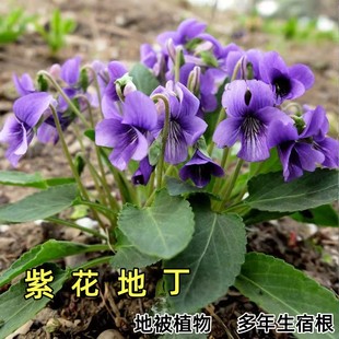 多年生花草紫花地丁种子野堇菜花籽四季播耐阴矮生地被护庭植物种