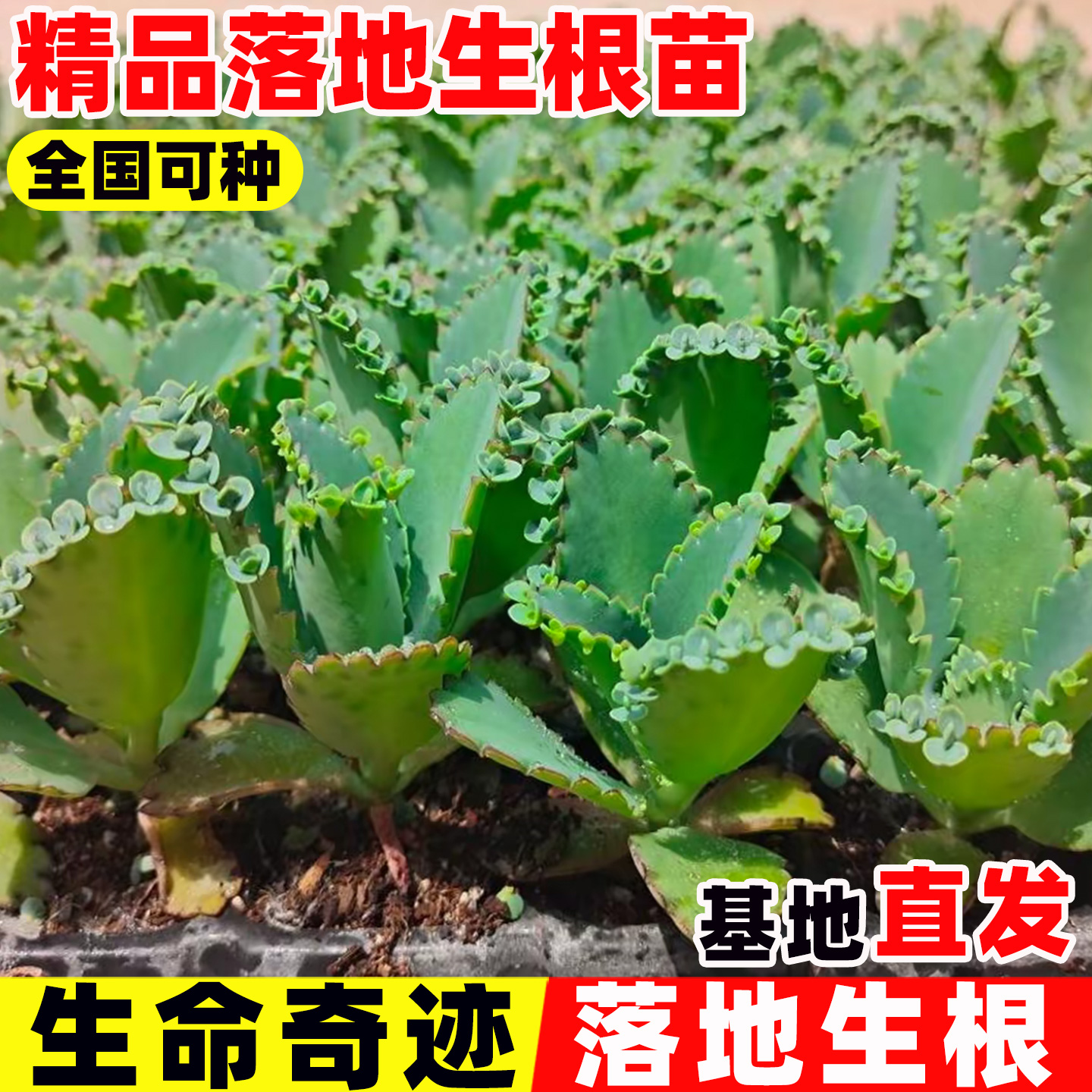 落地生根苗药用天灯笼现采枝叶