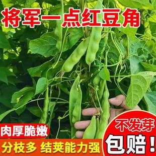 一点红豆角种子将军高产东北扁豆角耐寒抗病绿油豆大宽油豆角种籽