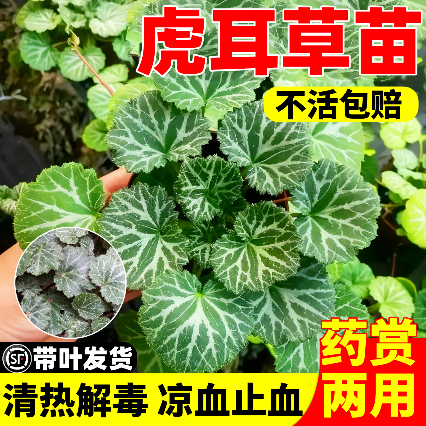 虎耳草盆栽观赏及药用价值