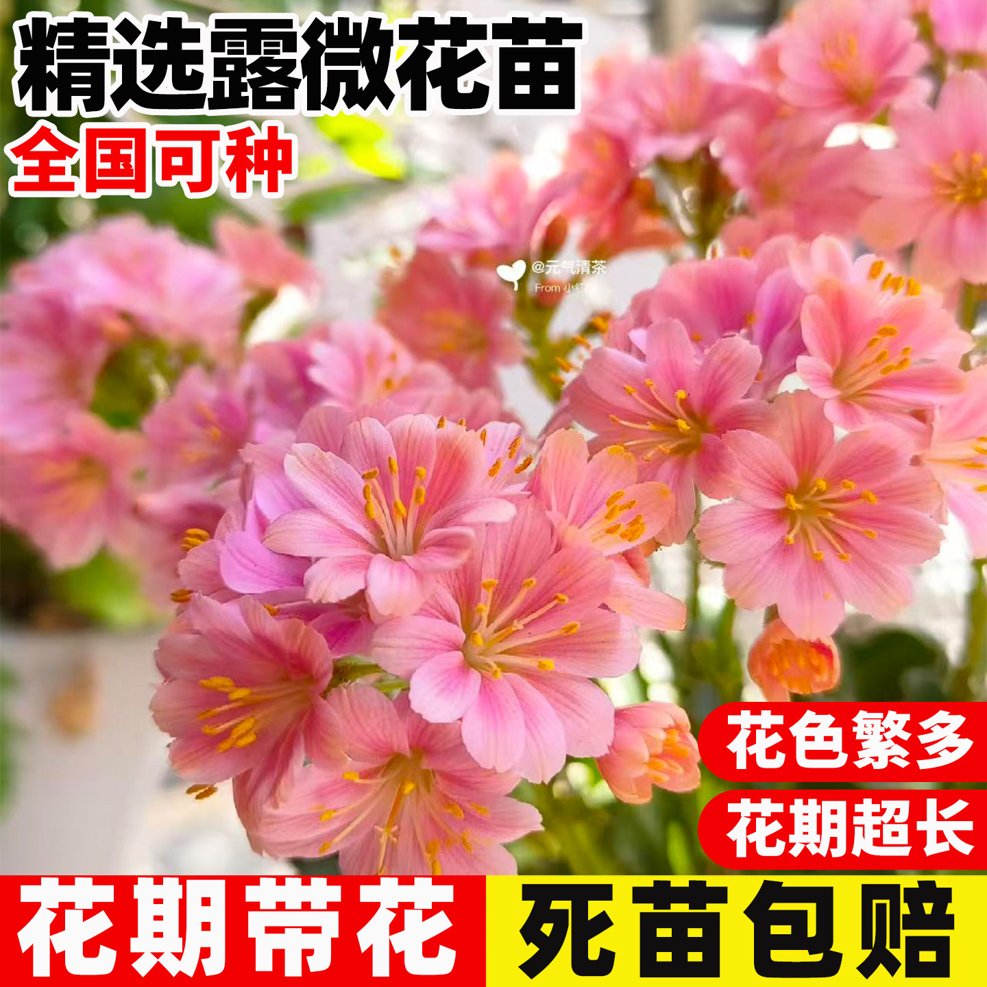 露薇花苗盆栽混色多色植物组合琉苇草带花发货露微花卉观花小植物