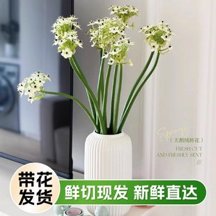 天鹅绒鲜花伯利恒之星水养鲜切花卉雀梅鲜枝水培植物种球家用插花