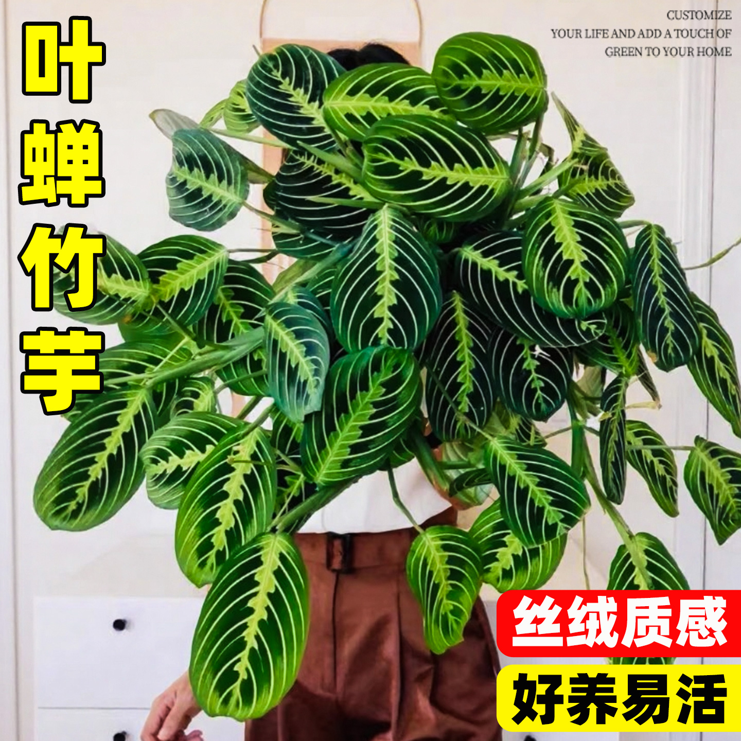 叶蝉竹芋水培植物彩虹飞羽室内